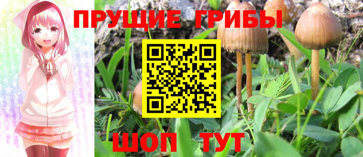 Сибай  Псилоцибиновые грибы Psilocybine cubensis  Вход с VPN 